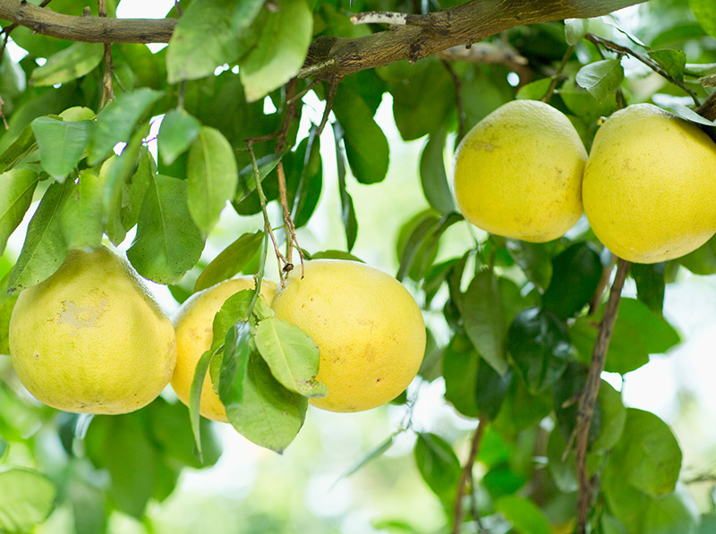フロリダ柑橘産業の歴史