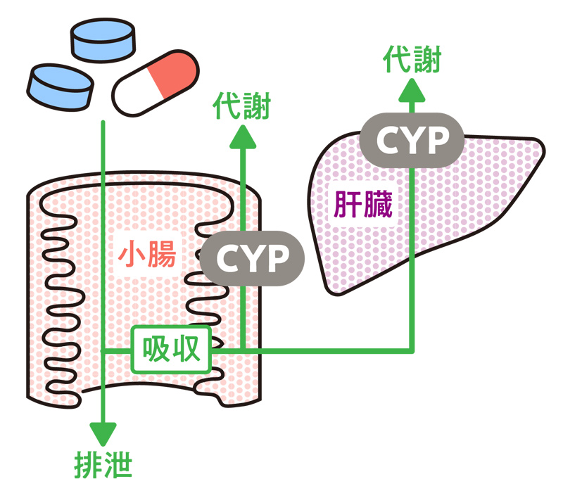 【イラスト】小腸と肝臓を軸にした、吸収と代謝とCYPのイメージ